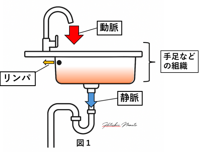 根本医師コラム,リンパ浮腫について